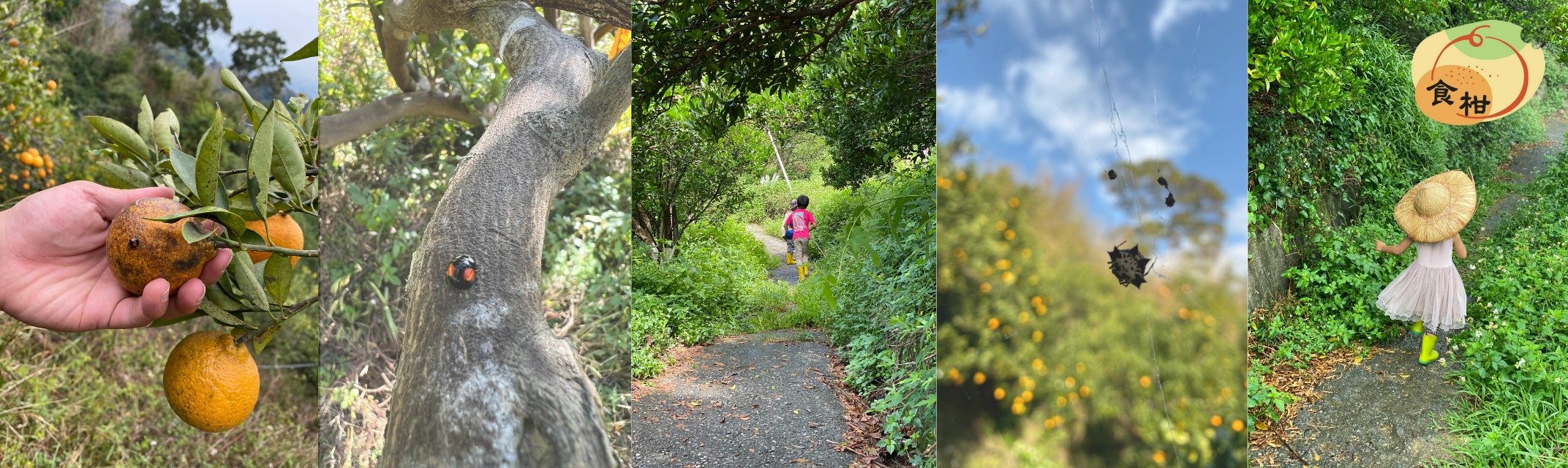 食柑農場種植理念｜從土地出發，與生態一起呼吸