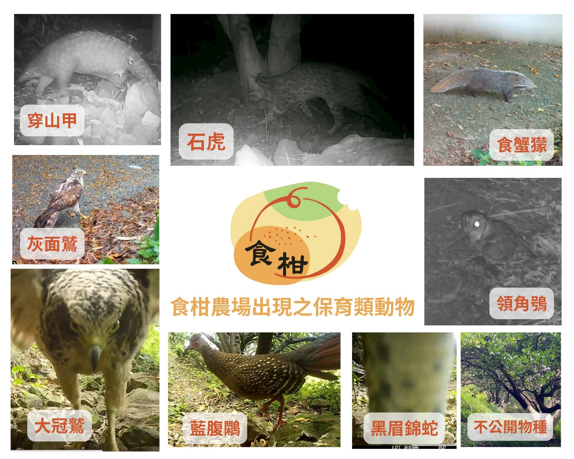 食柑農場生態保育成果 |  9 種保育類動物