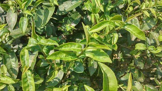 上好茶園-農產品