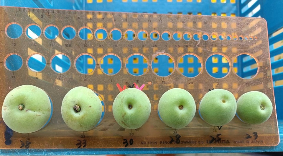 上好梅園(有機認證)-農產品