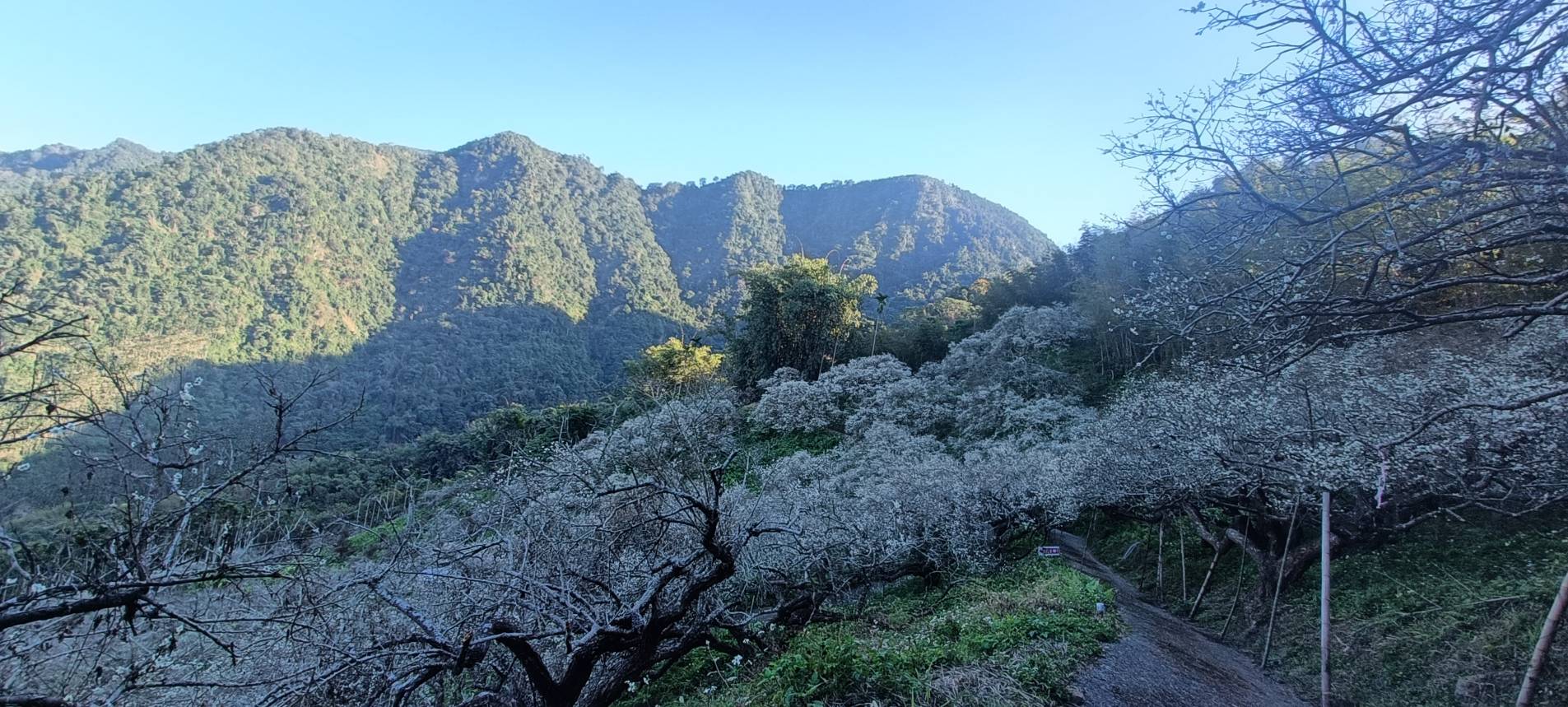 梅子樹花朵盛開