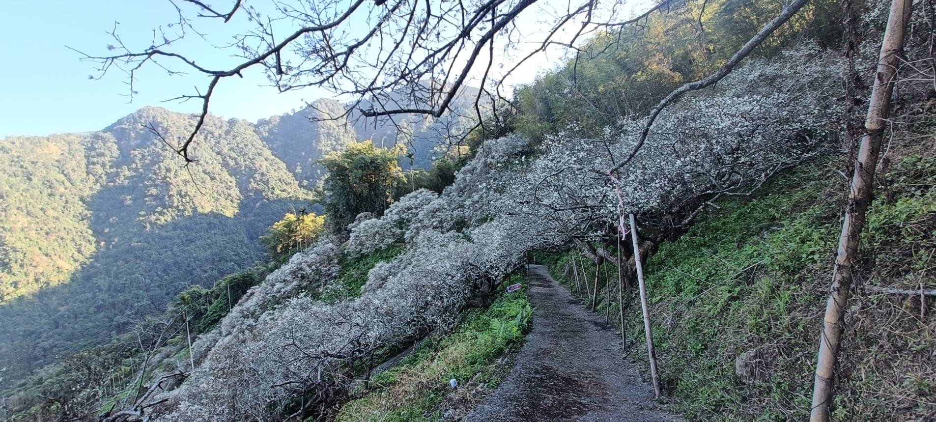梅子樹花朵盛開