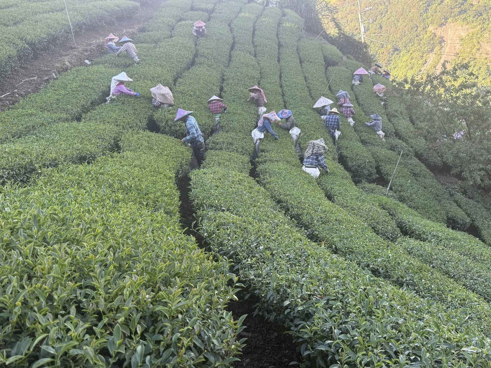 以琳茶園-有機農產品