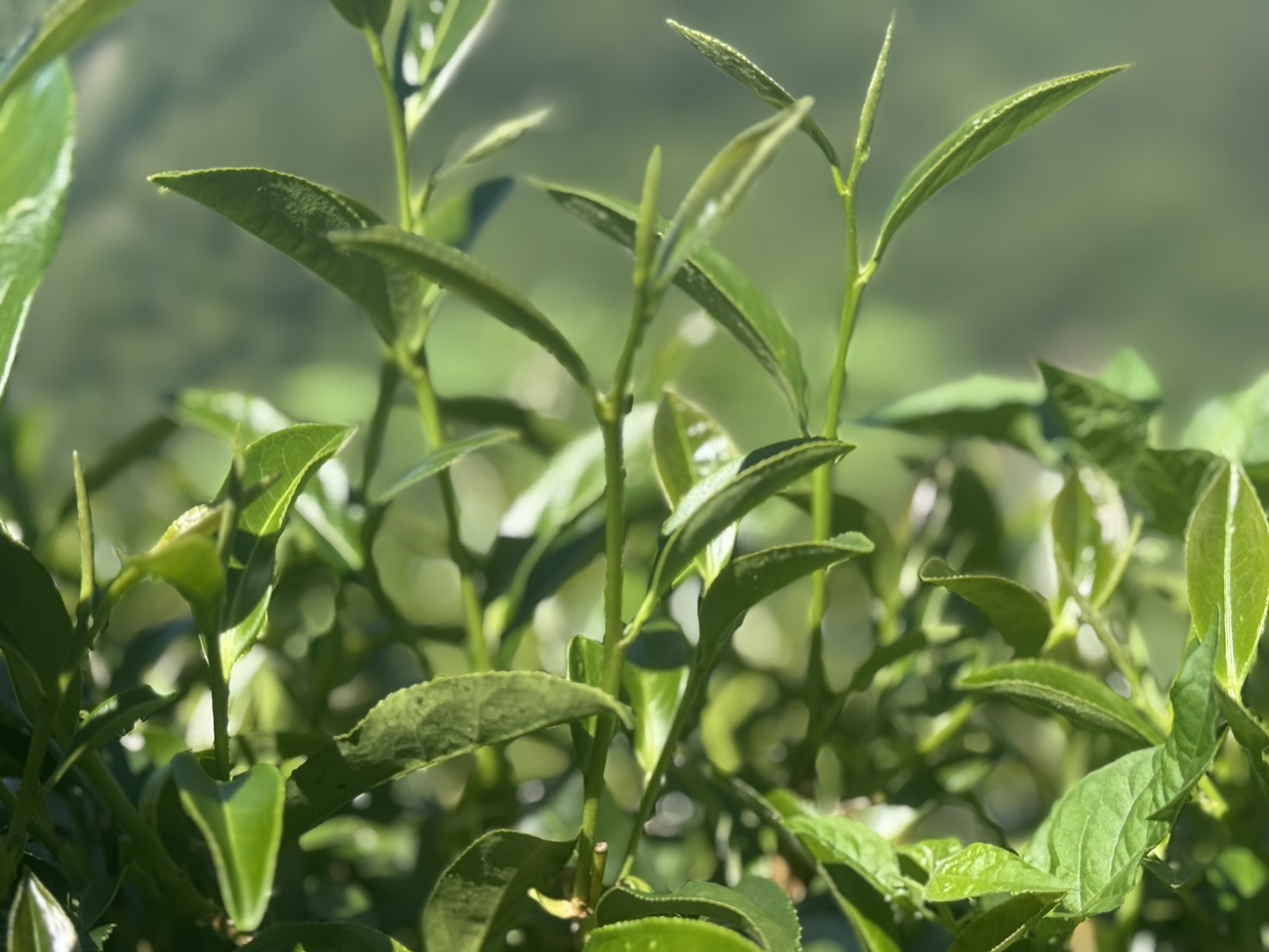 以琳茶園-有機農產品