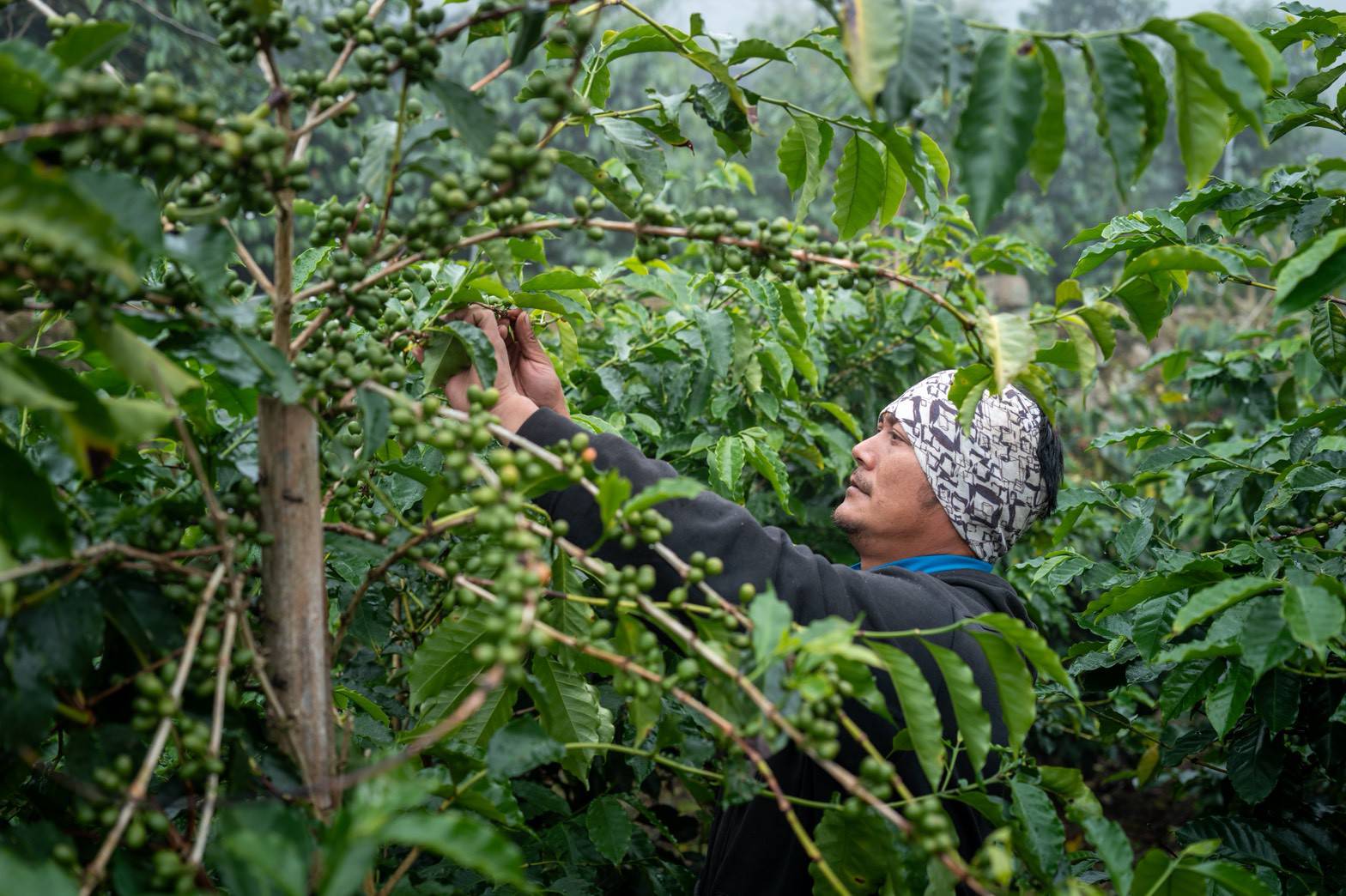 蔚叔有機農場-有機農產品