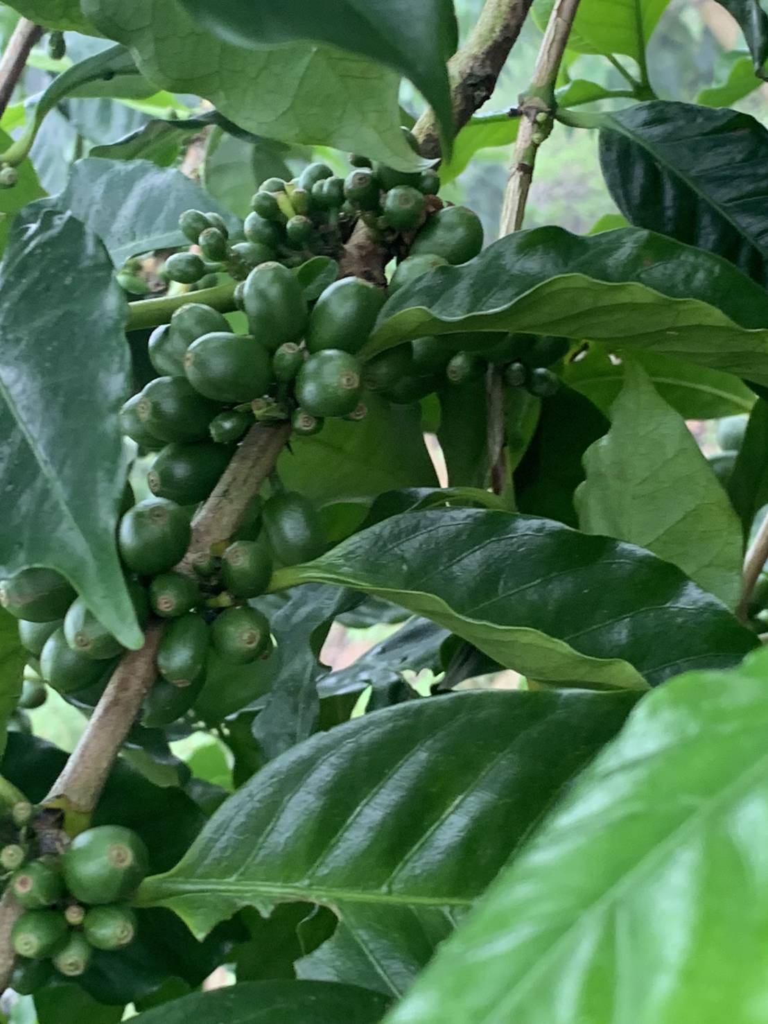 咖啡果有機栽種