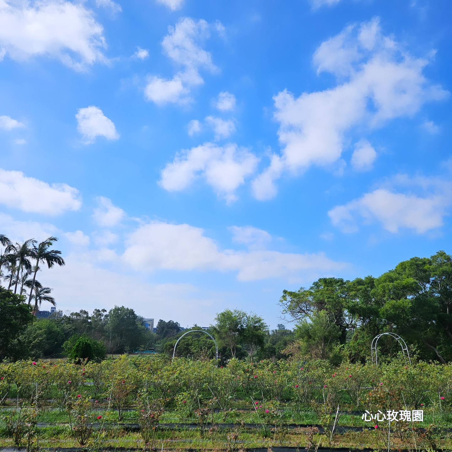 心心玫瑰園-有機農產品