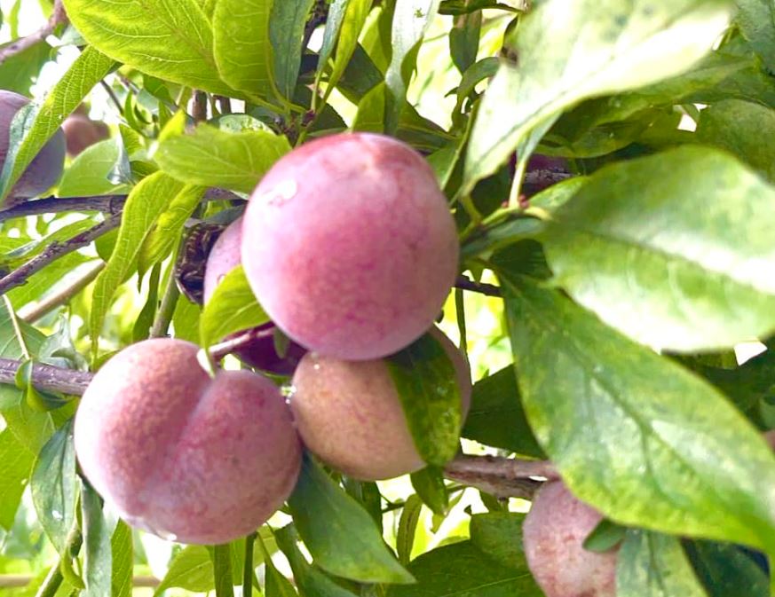 豪意植生活-有機農產品