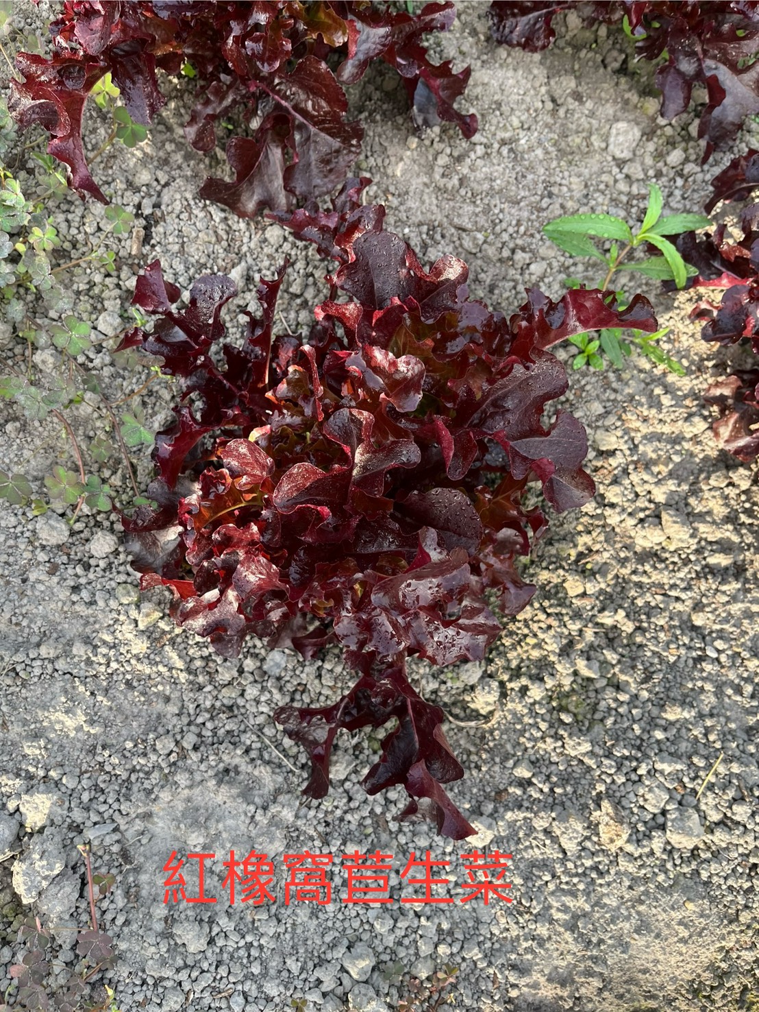 紅橡萵苣生菜