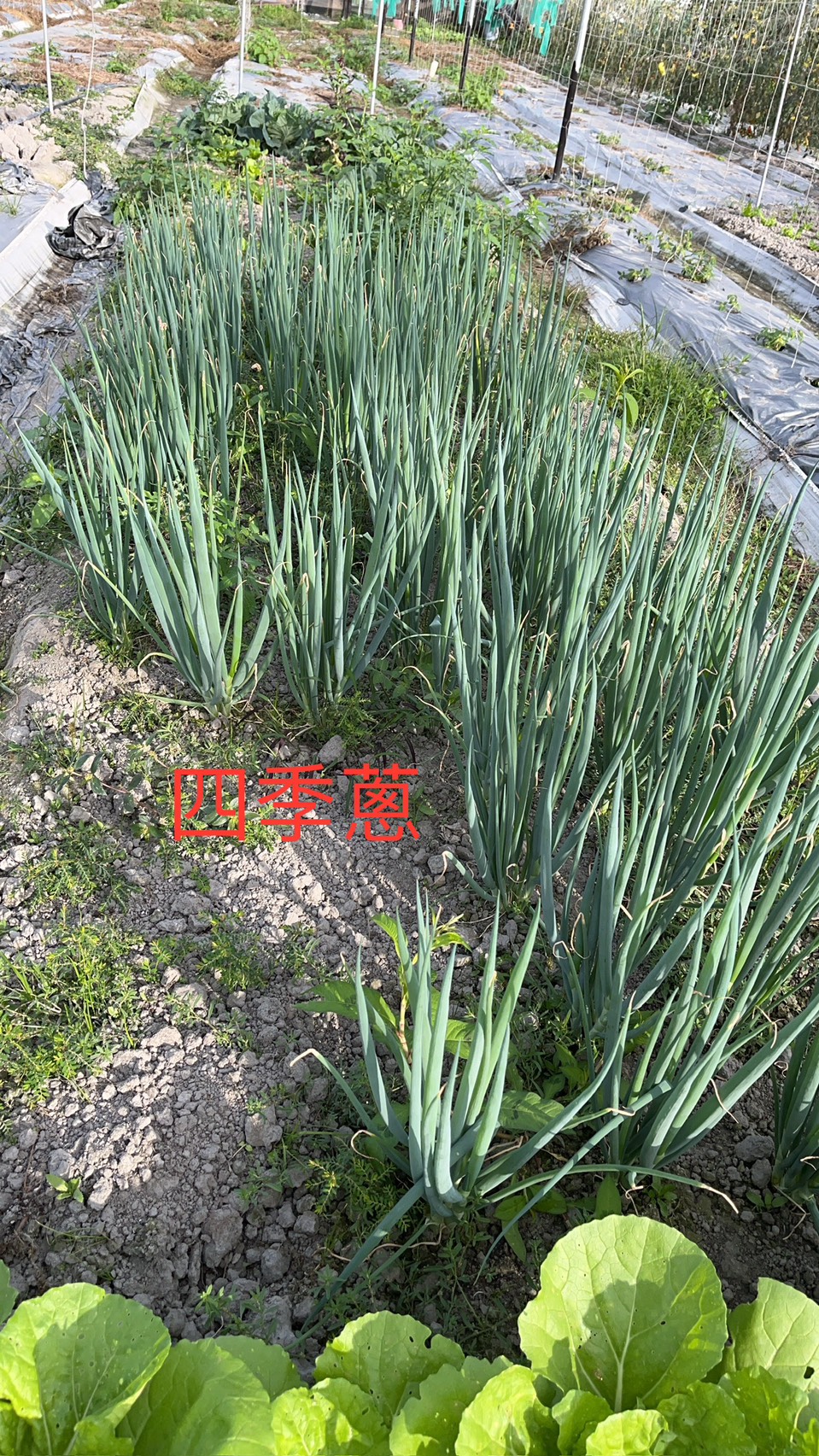 四季蔥