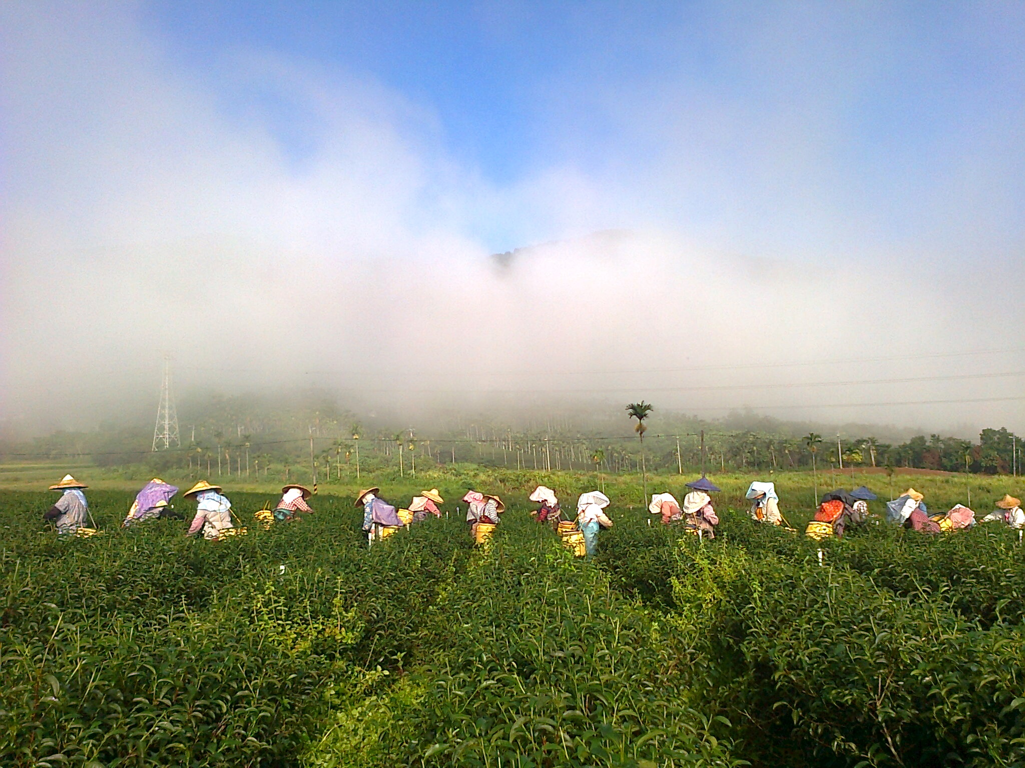 嘉茗茶園-花蓮茶行｜瑞穗茶行-農產品
