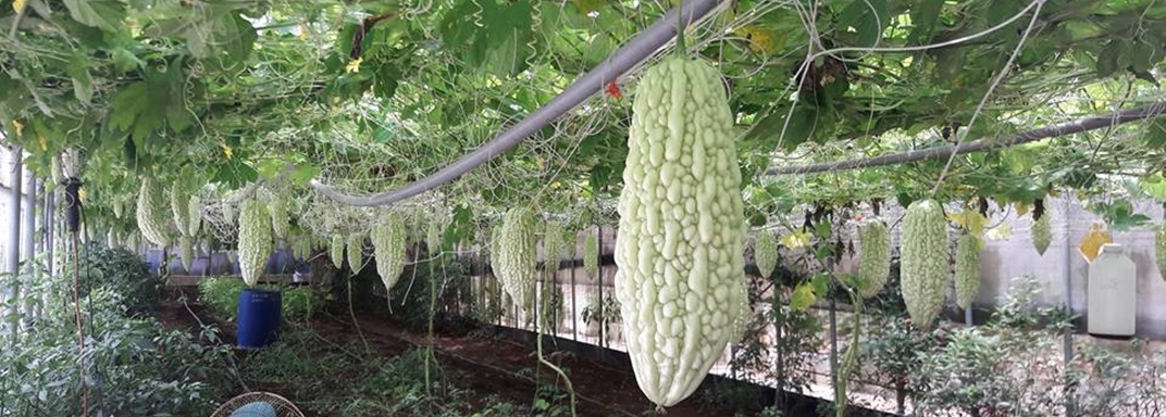 石門有機農場-農產品