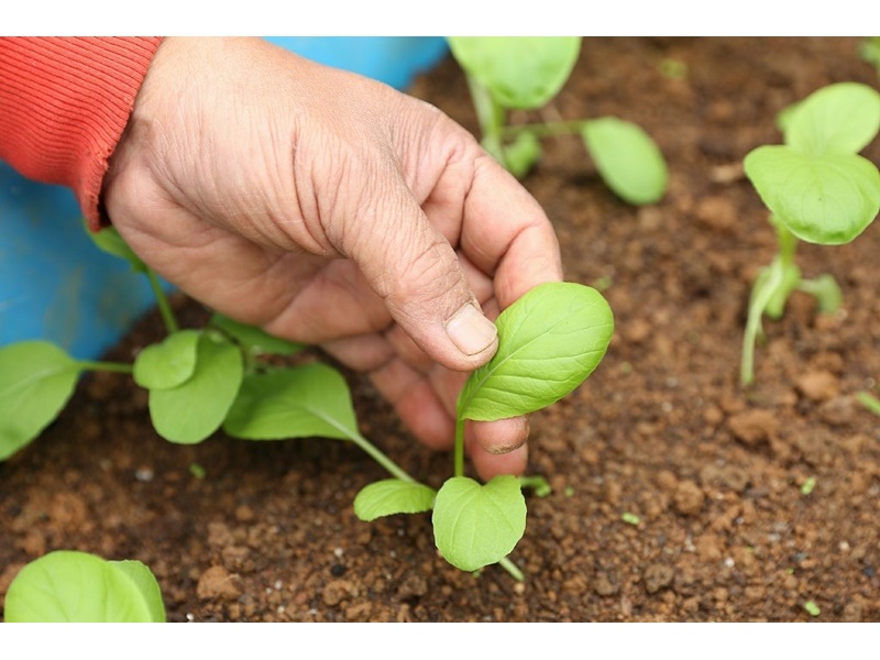 石門有機農場-農產品