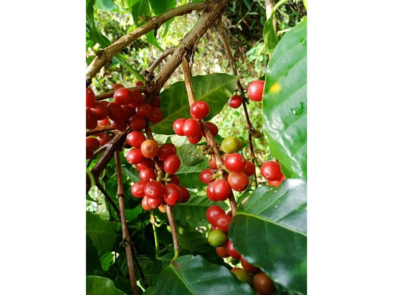 東鳩窯企業社-有機農產品