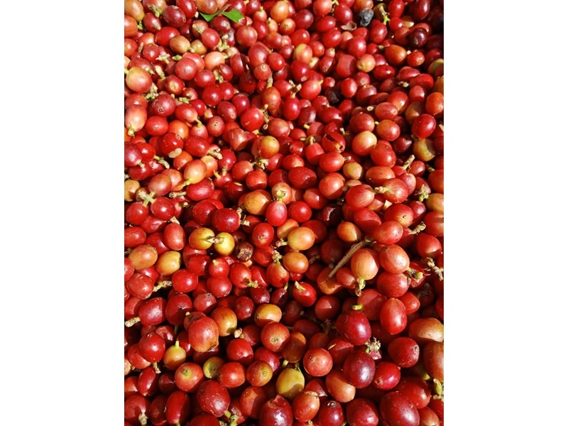 東鳩窯企業社-有機農產品