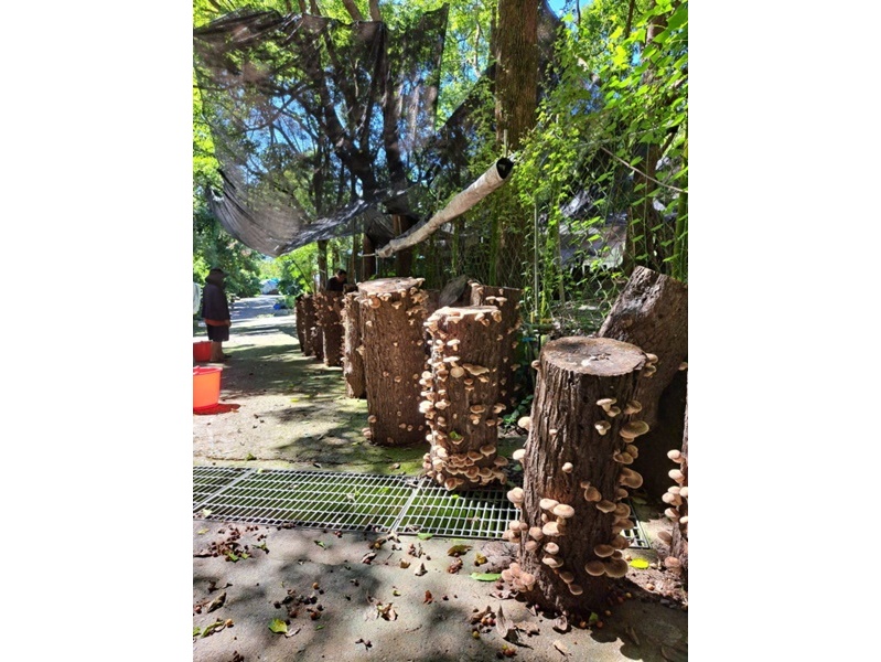 東鳩窯企業社-有機農產品