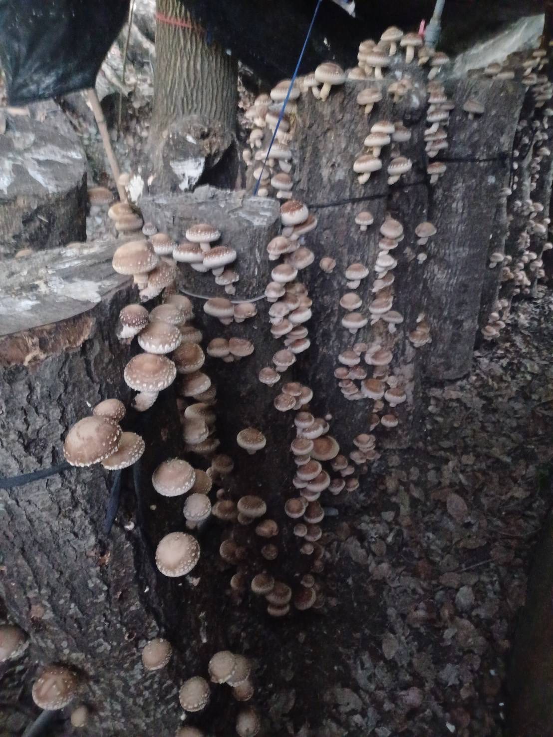 東鳩窯椴木香菇