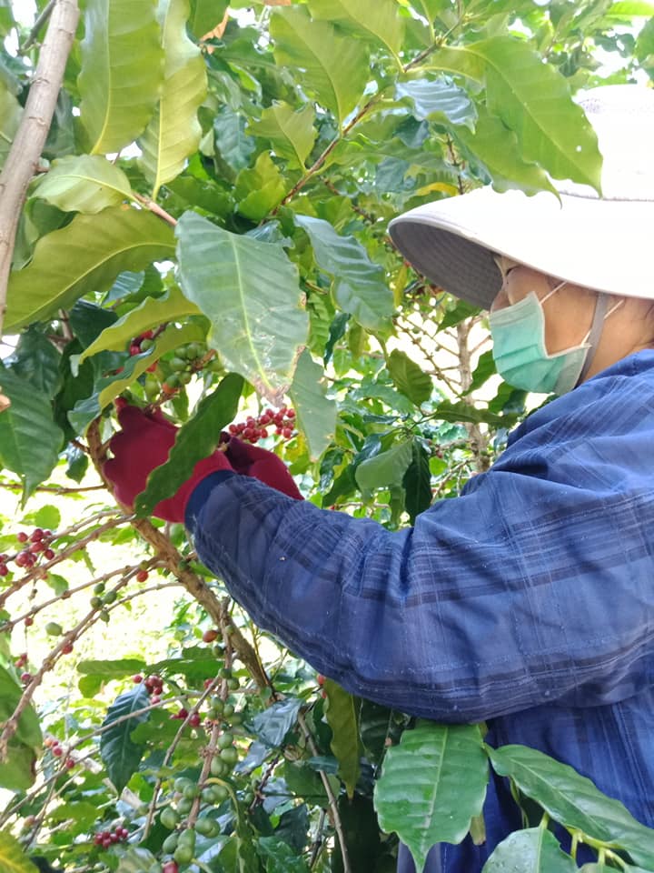 咖啡採收