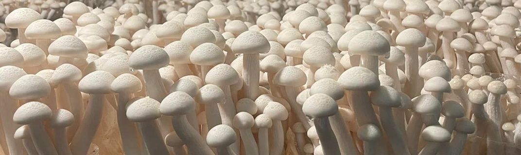 秉馨菇類農場-農產品