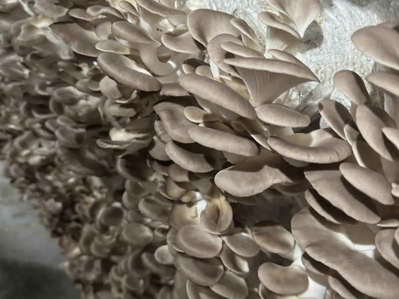 秉馨菇類農場-農產品