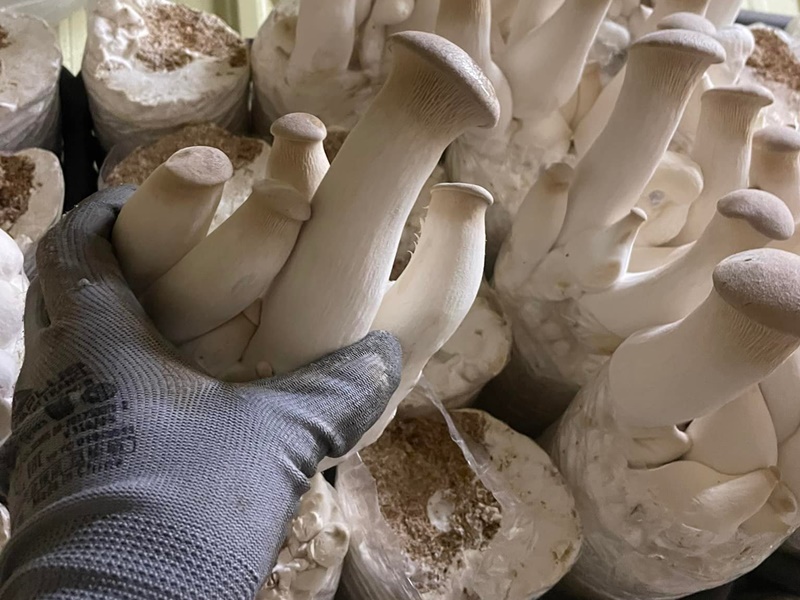 秉馨菇類農場-農產品