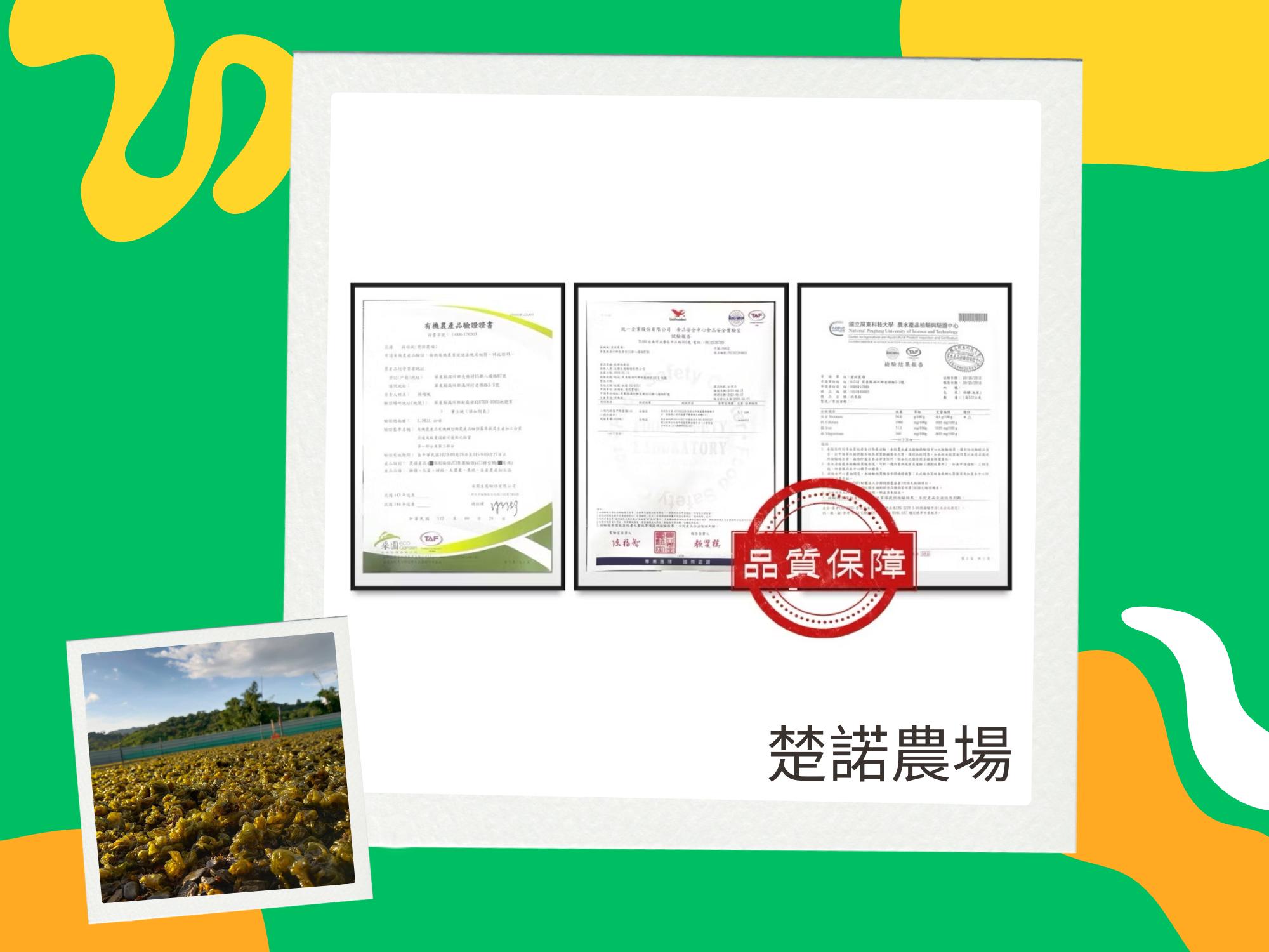 楚諾農場-屏東雨來菇｜屏東名產｜草本茶-農產品