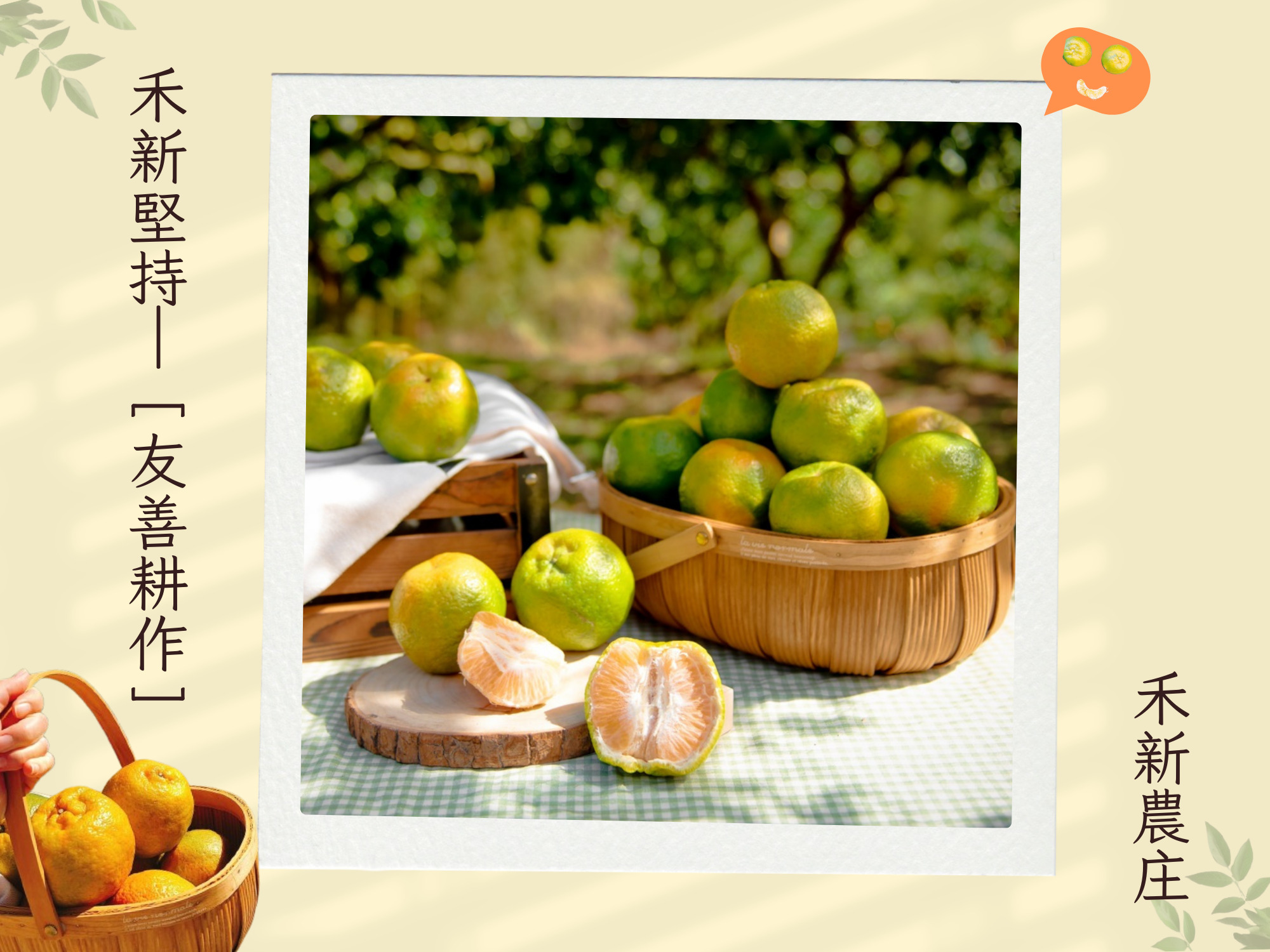 禾新農庄-苗栗椪柑｜苗栗橘子園｜大湖採果-農產品