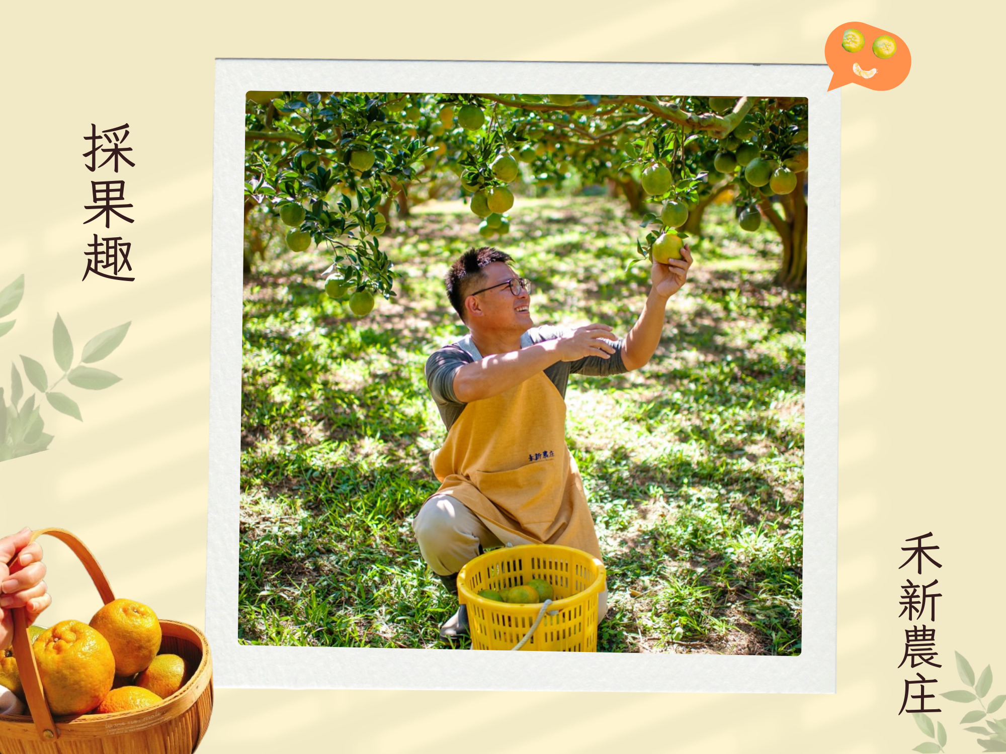 禾新農庄-苗栗椪柑｜苗栗橘子園｜大湖採果-農產品