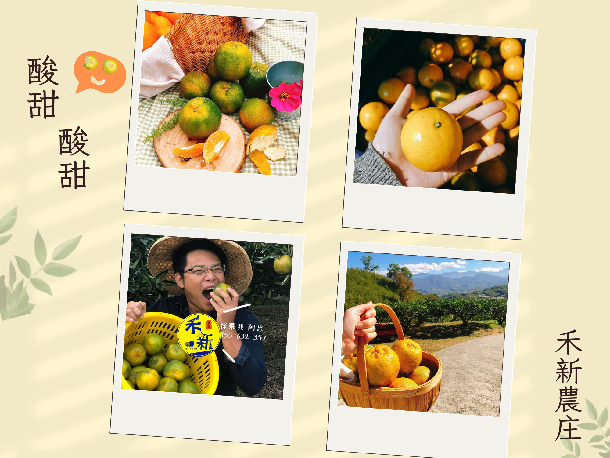 禾新農庄-苗栗椪柑｜苗栗橘子園｜大湖採果-農產品