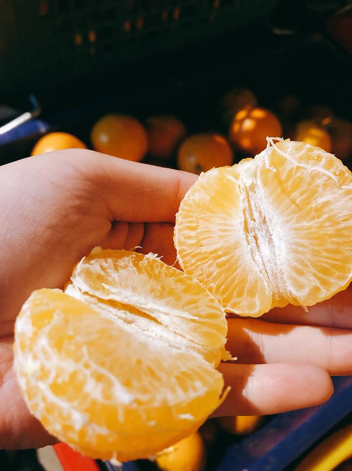 大湖柑橘園｜各式柑橘