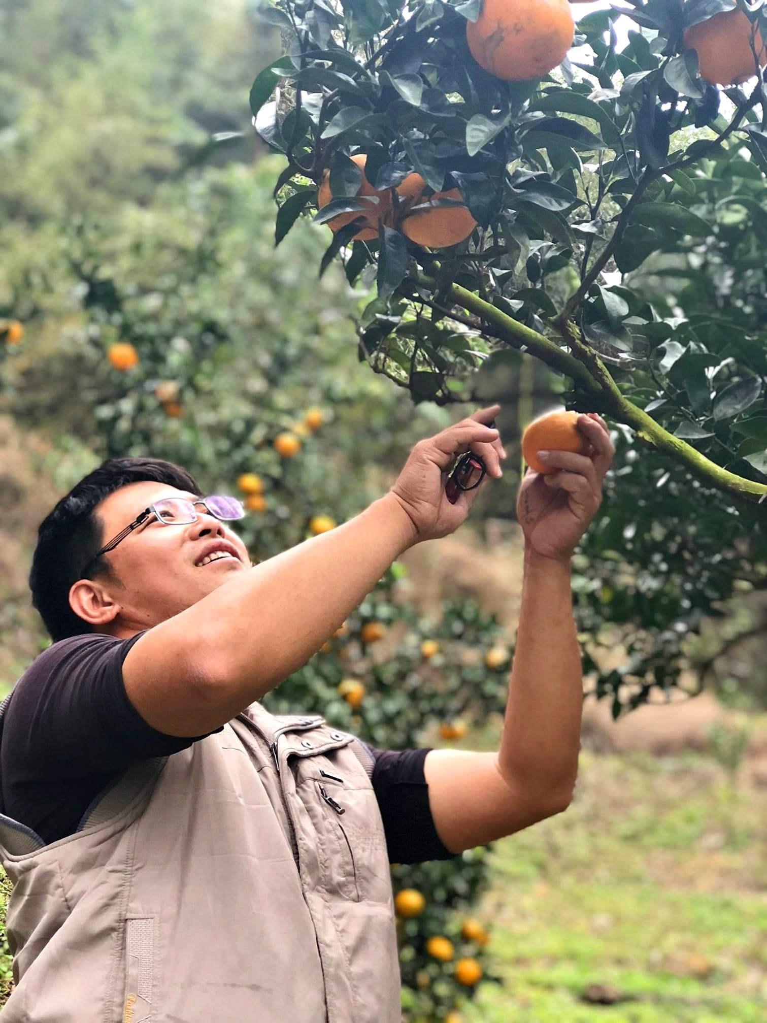 苗栗採果體驗活動
