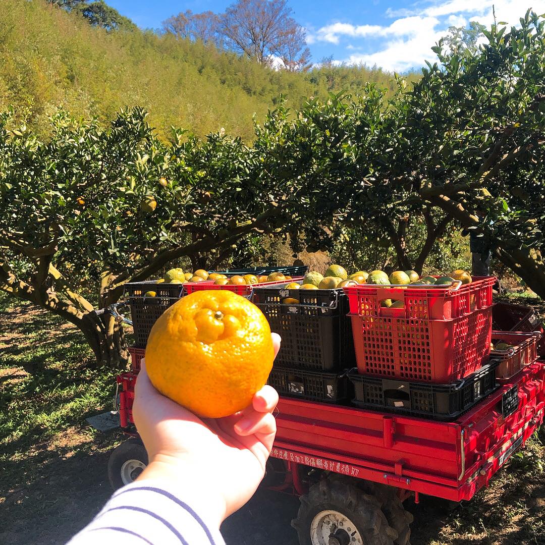 苗栗橘子園｜禾新農庄