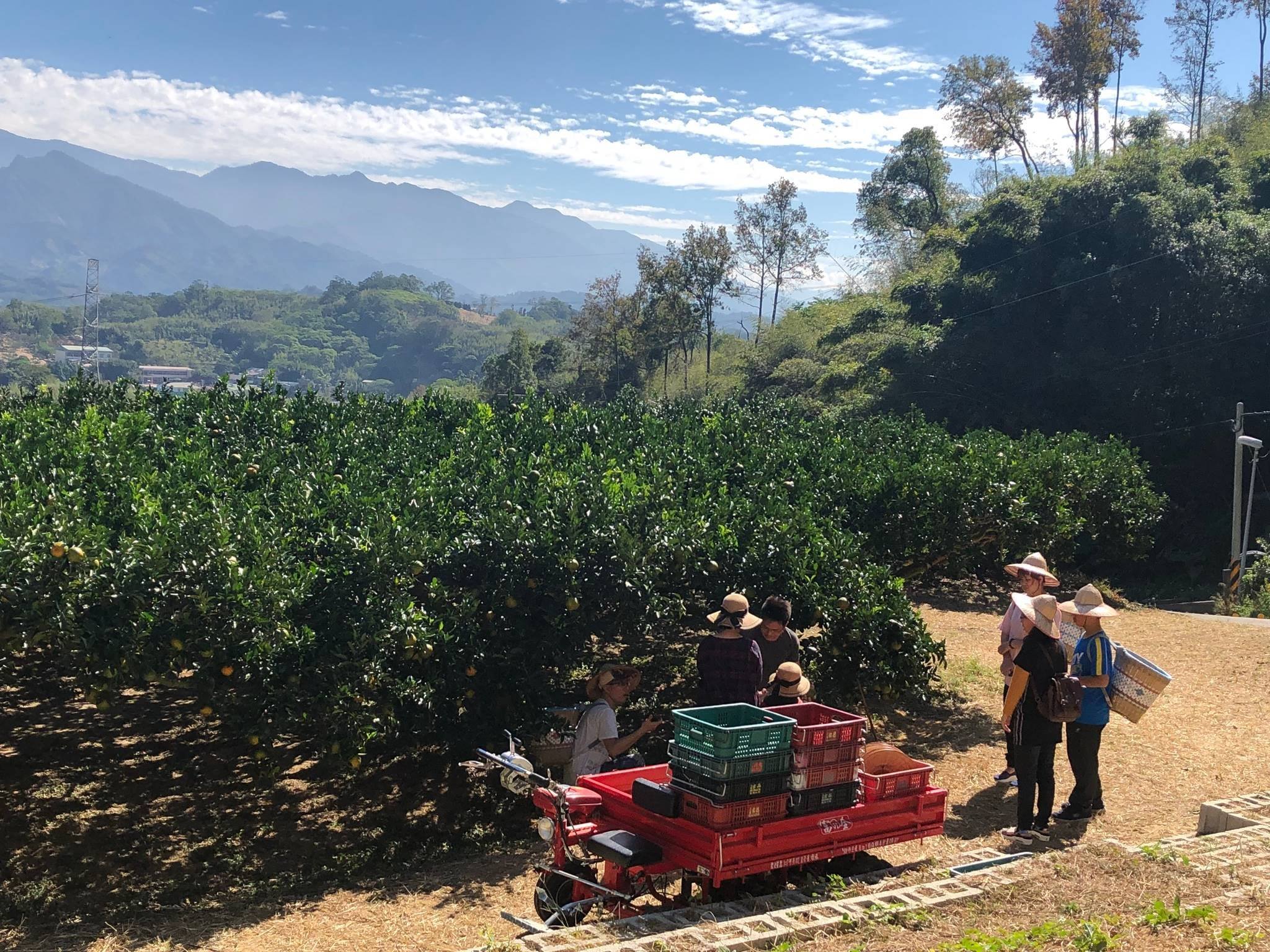 苗栗大湖｜採果體驗活動