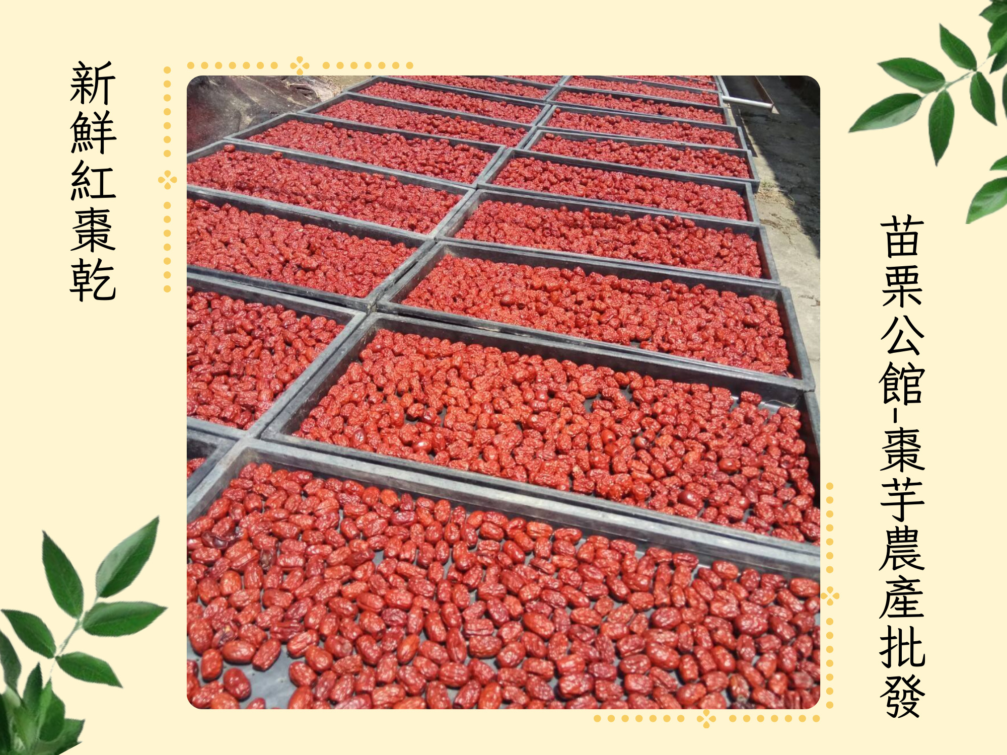 苗栗公館-棗芋農產批發｜紅棗｜紅棗乾｜紅棗批發-農產品
