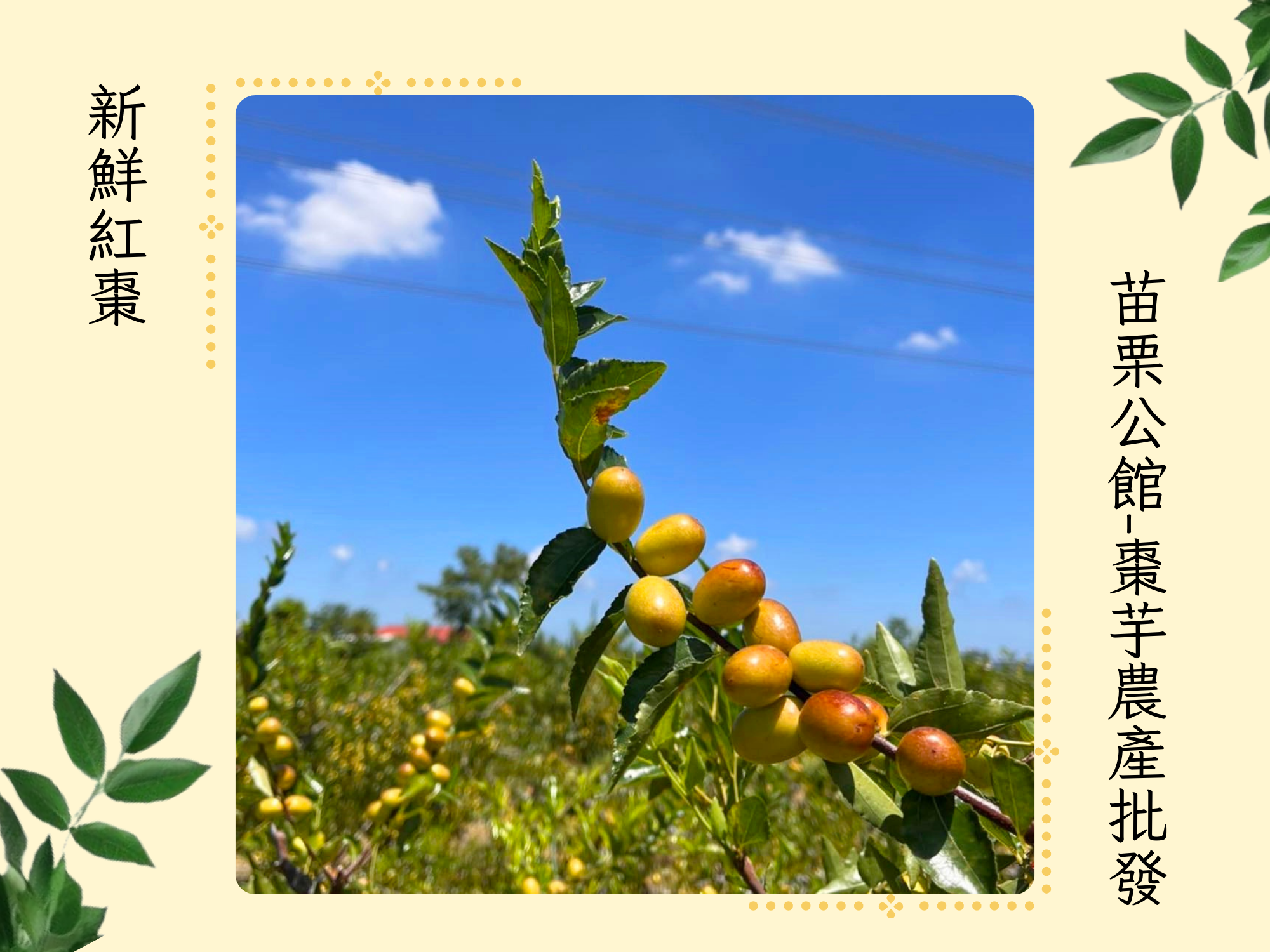 苗栗公館-棗芋農產批發｜紅棗｜紅棗乾｜紅棗批發-農產品