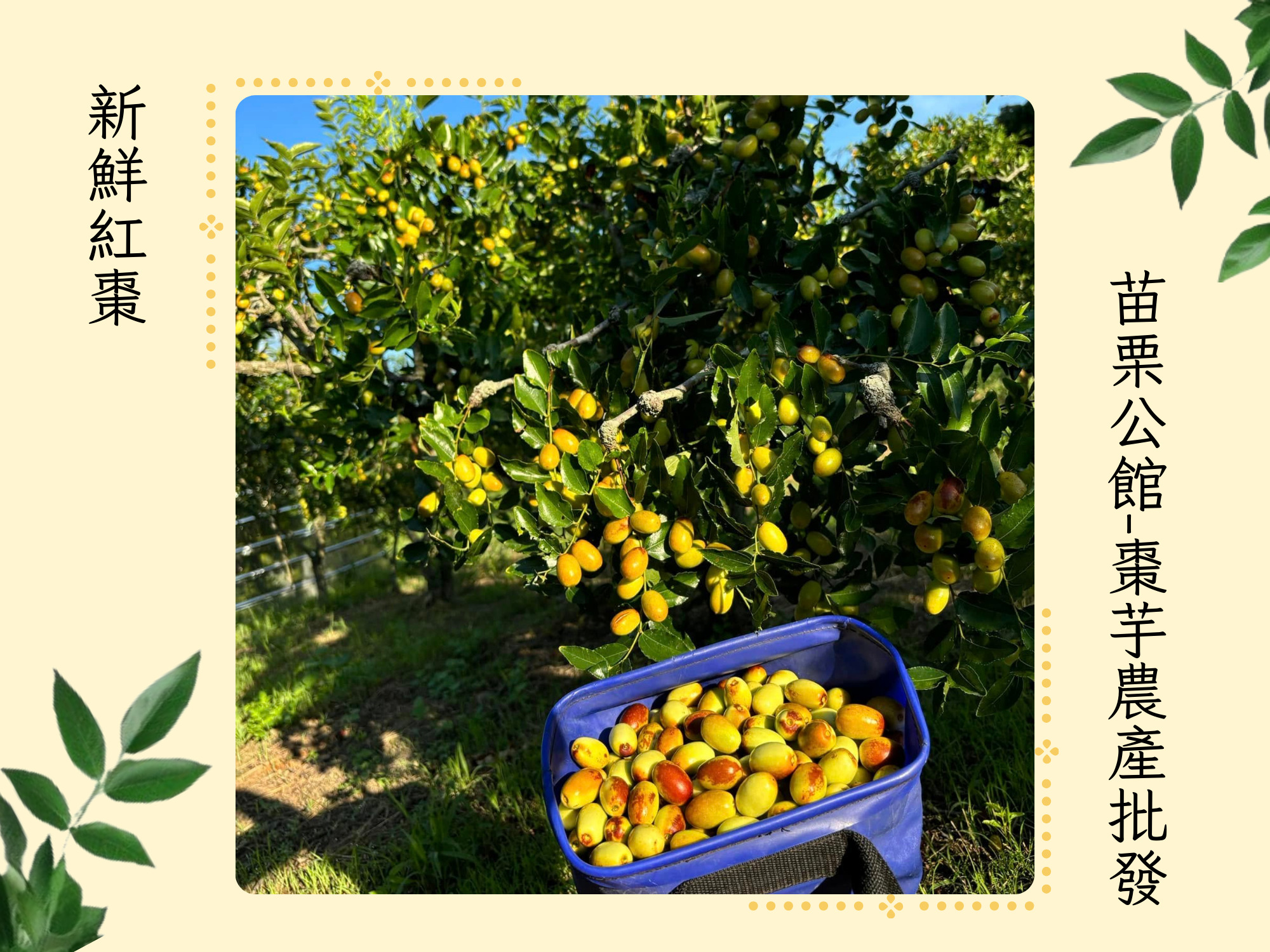 苗栗公館-棗芋農產批發｜紅棗｜紅棗乾｜紅棗批發-農產品