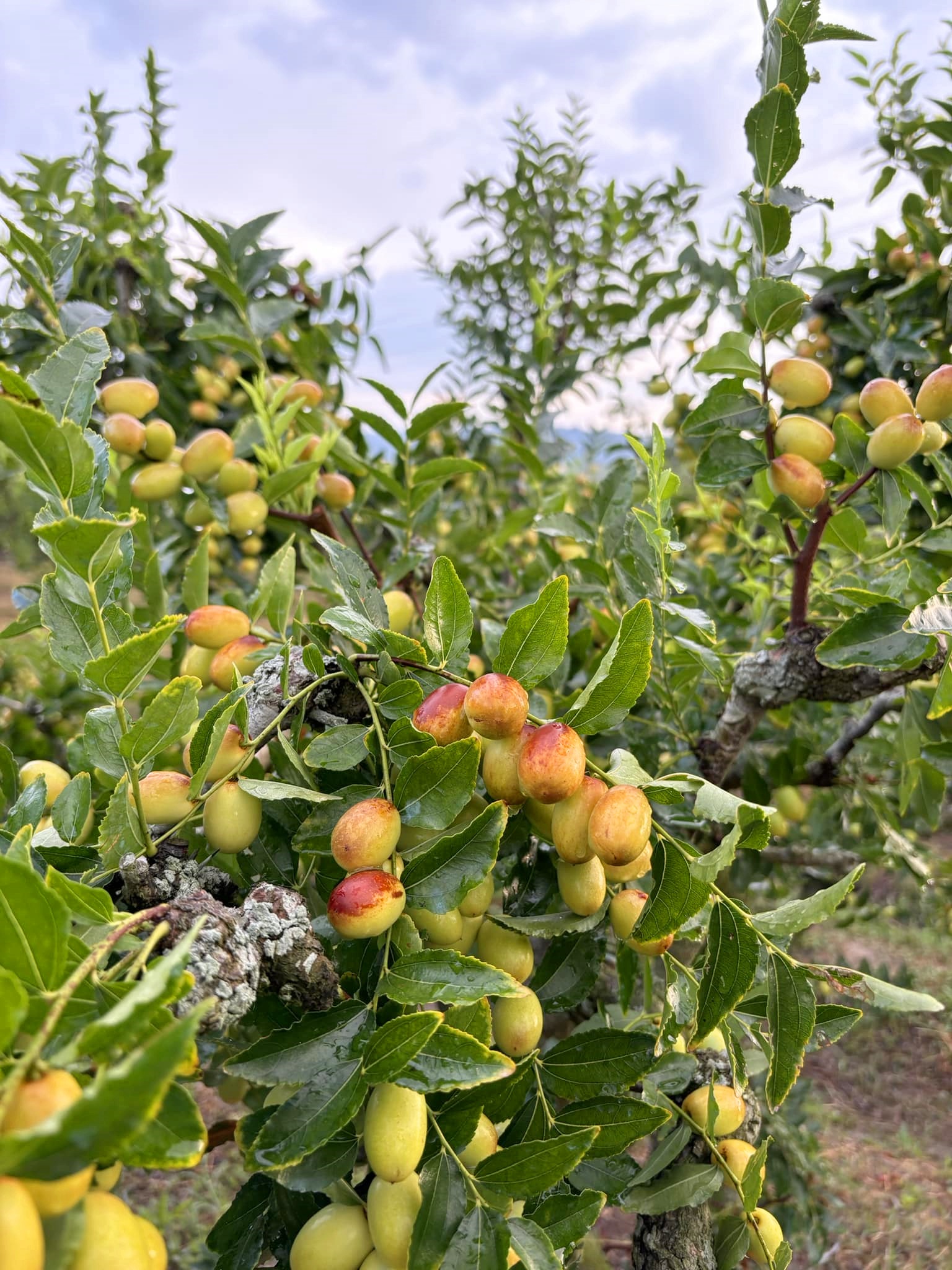 苗栗紅棗｜新鮮紅棗