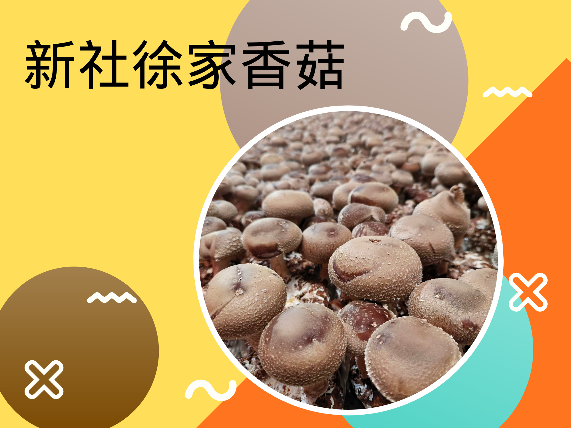 徐家香菇-新社名產-農產品