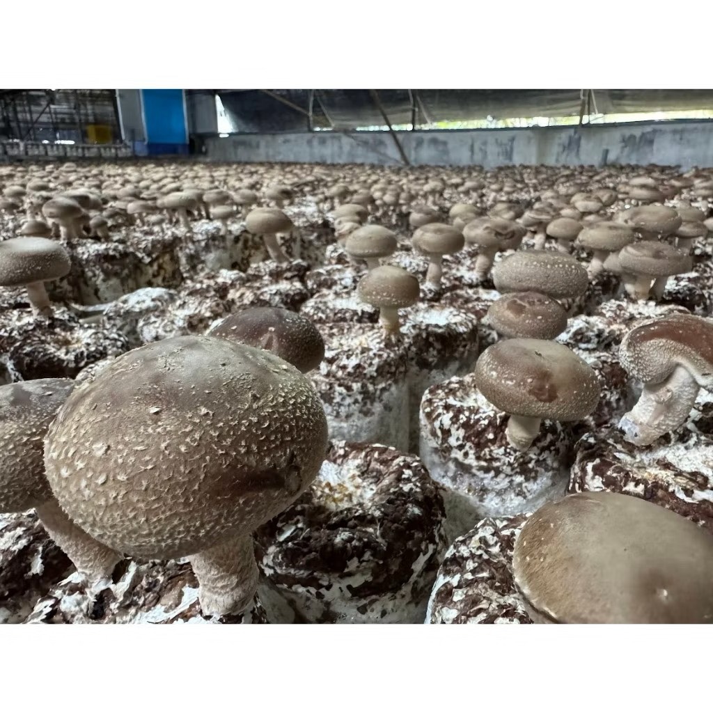2025年冬菇-厚肉大冬菇