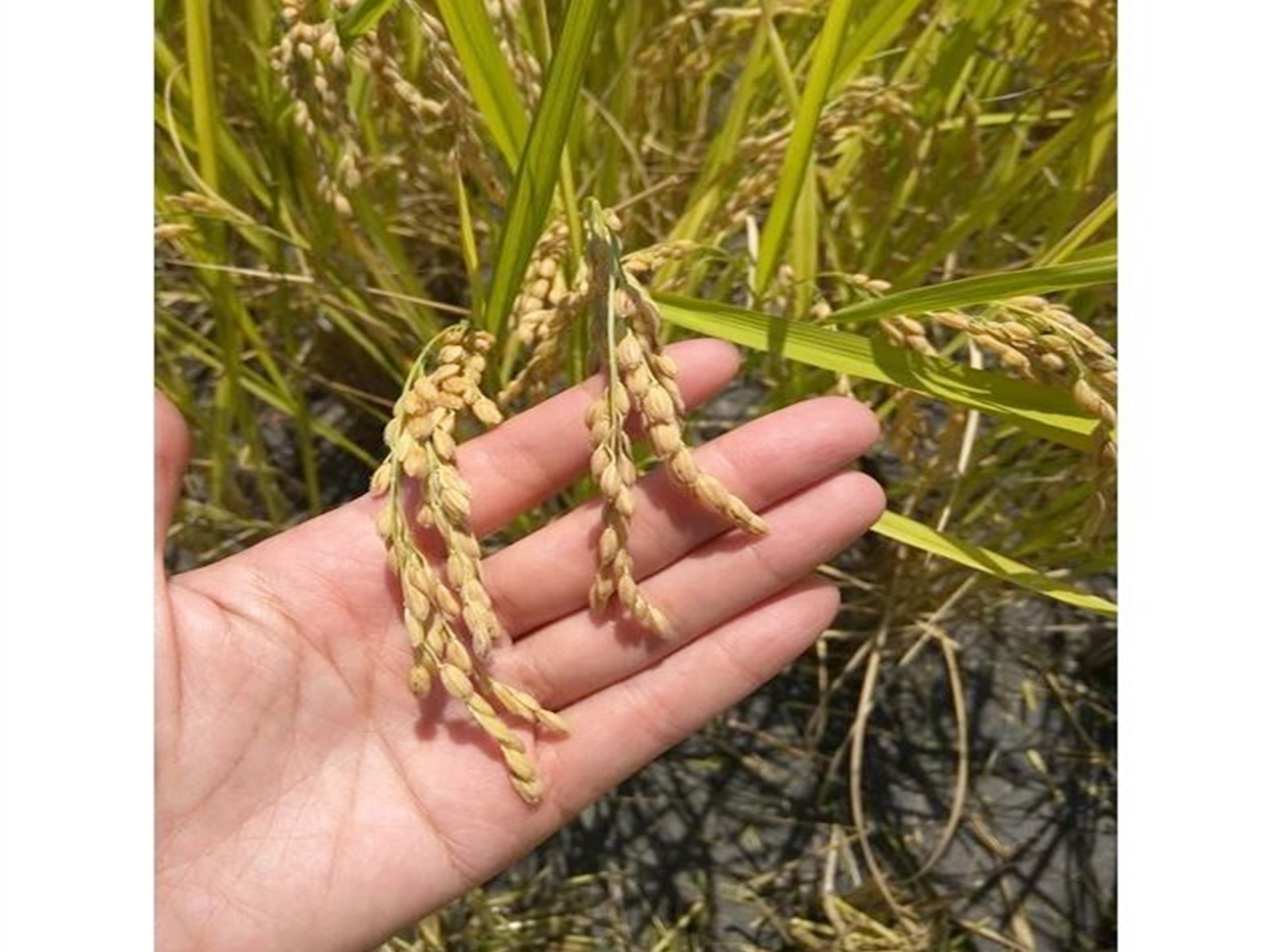 禾曰米-宜蘭有機米-農產品