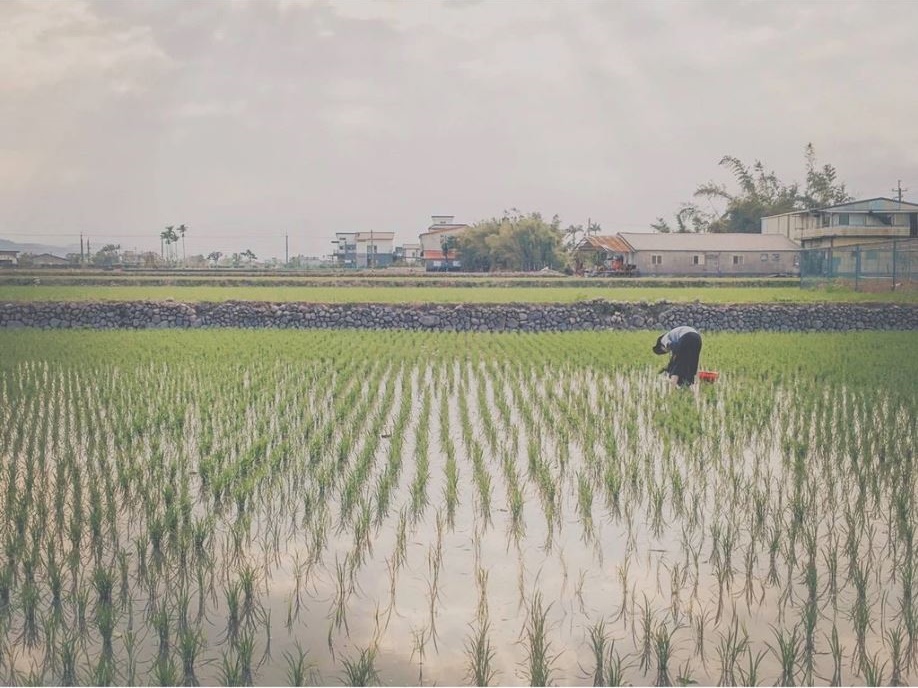 禾曰米-宜蘭有機米-農產品