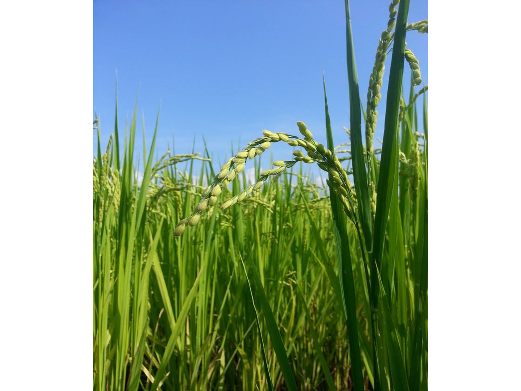 禾曰米-宜蘭有機米-農產品