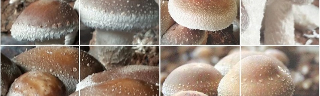 埔里武界山香菇農場-農產品