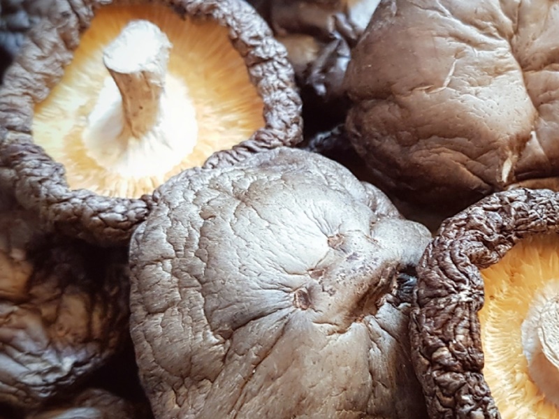 埔里武界山香菇農場-農產品