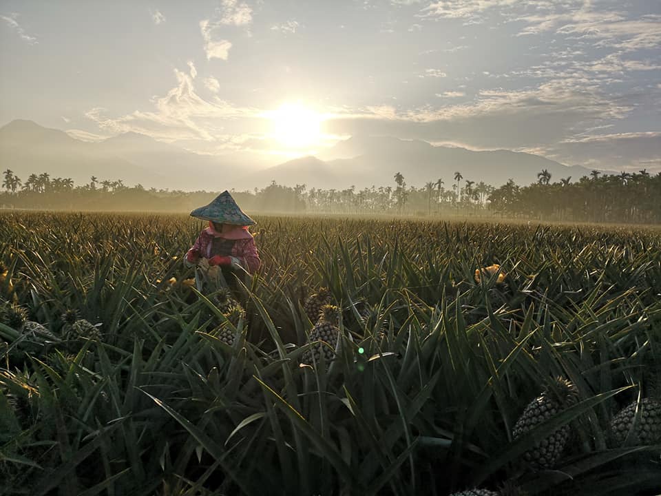 鵬鳳梨世家企業行-金鑽鳳梨｜宅配鳳梨-農產品