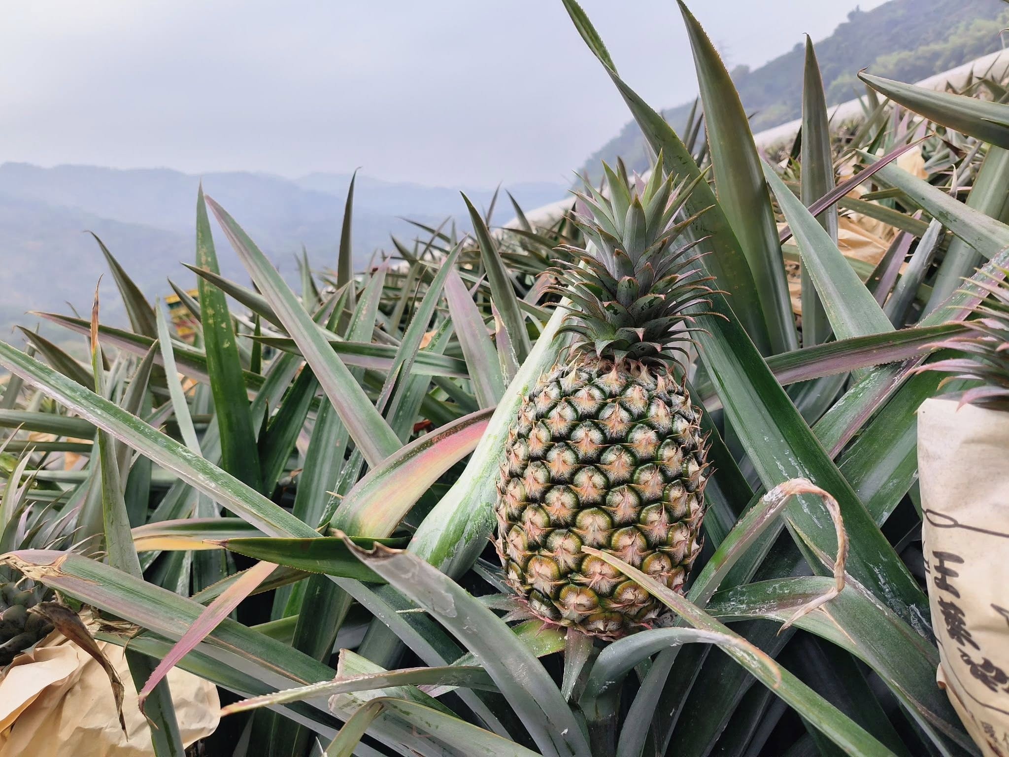 鵬鳳梨世家企業行-金鑽鳳梨｜宅配鳳梨-農產品