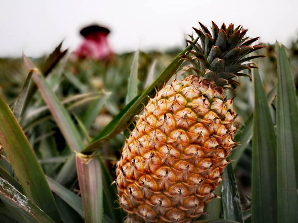 鵬鳳梨世家企業行-金鑽鳳梨｜宅配鳳梨-農產品