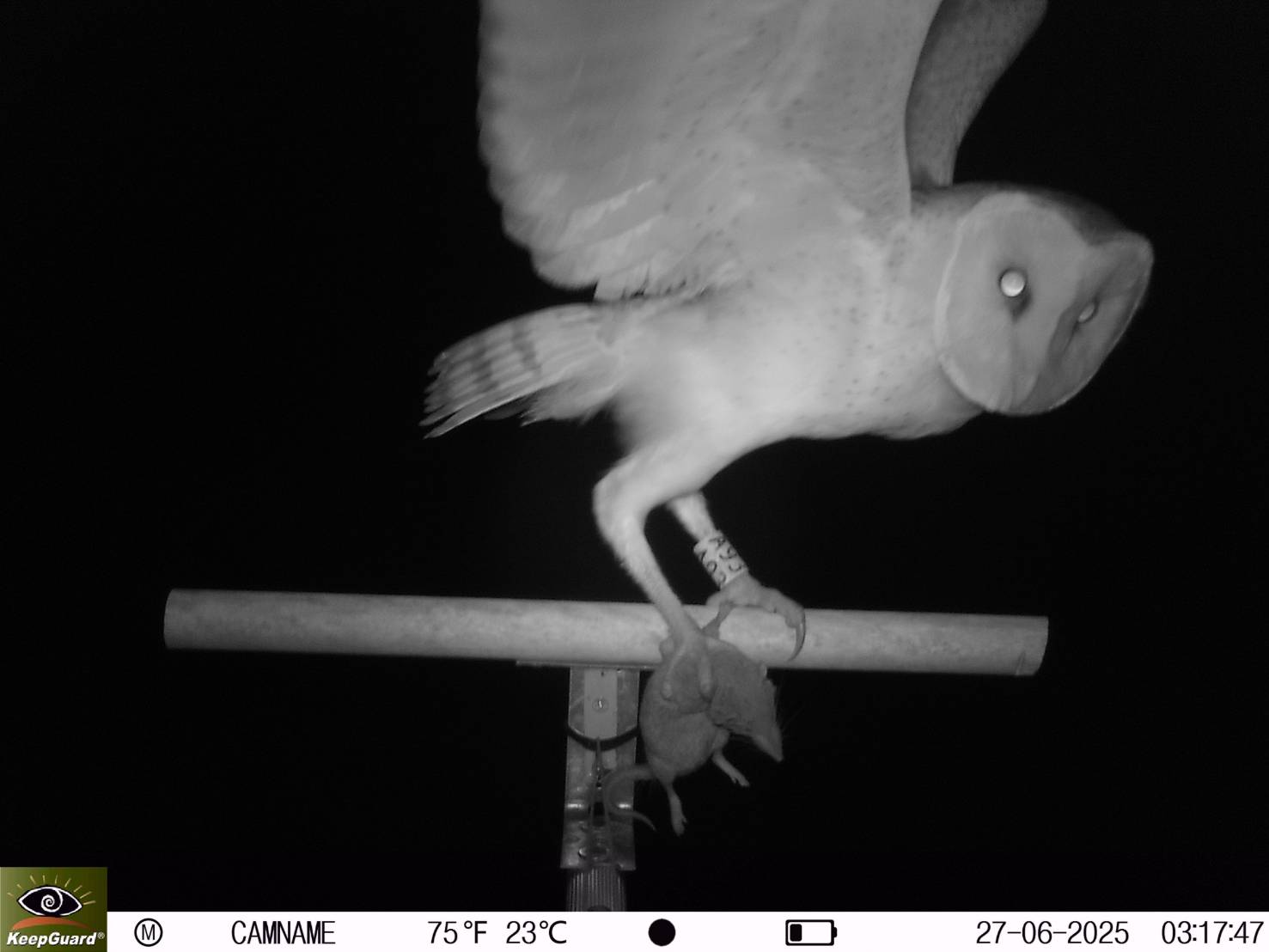 保護自然生態草鴞吃田鼠的照片