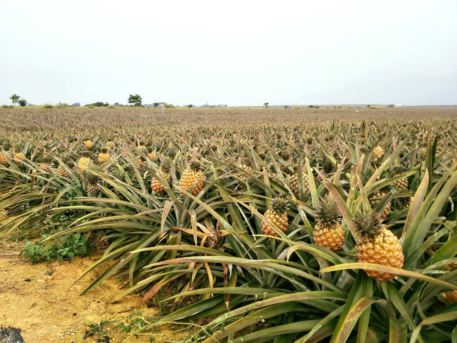 屏東鳳梨｜鵬鳳梨世家企業行