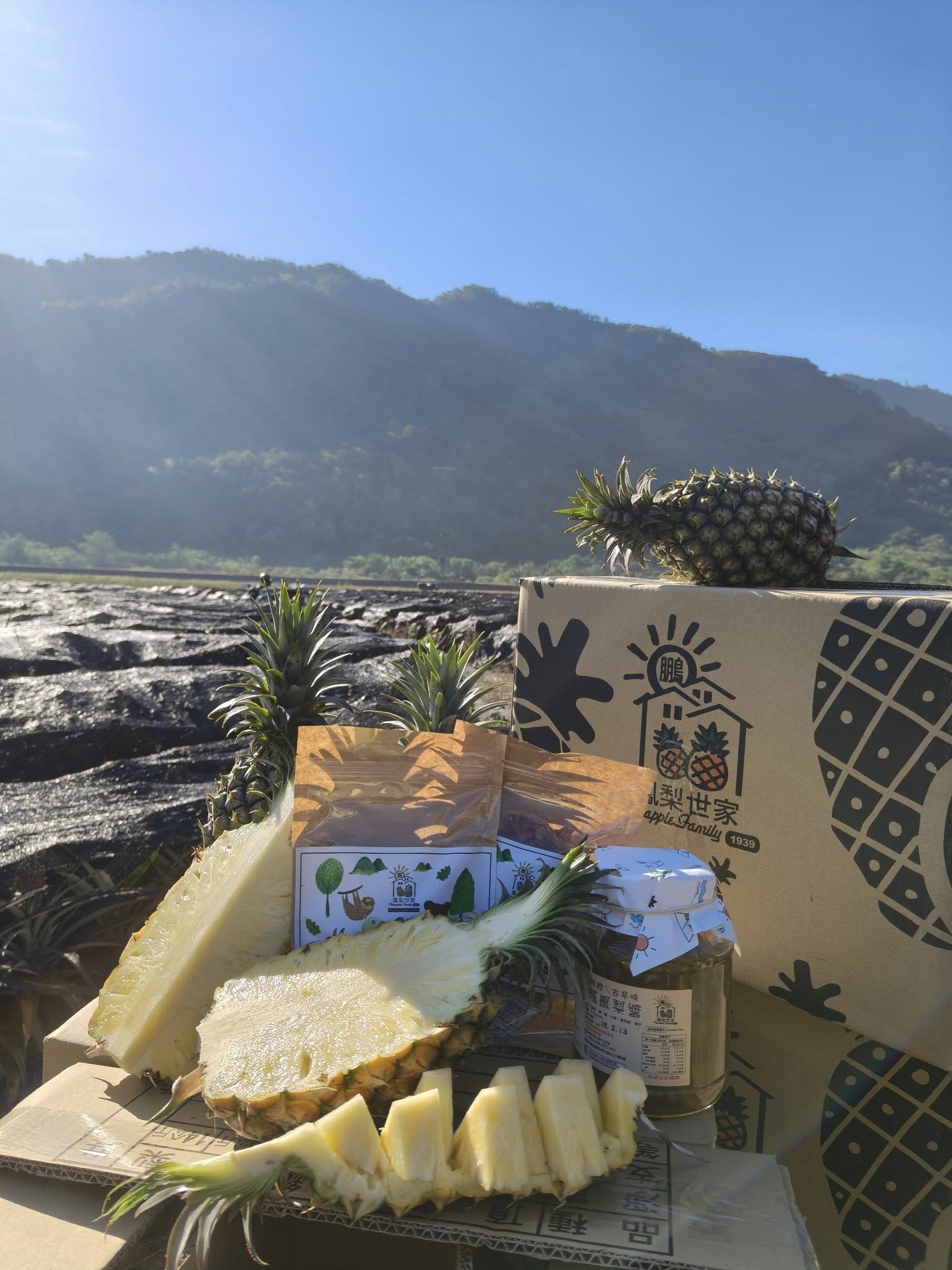 屏東鳳梨園-鵬鳳梨世家企業行